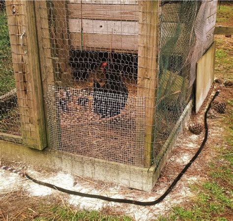 how to snake proof chicken coop